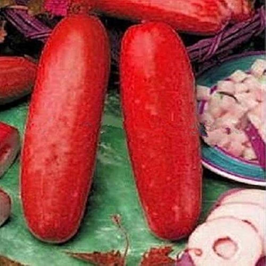 Red cucumber plant grown from seeds with unusual reddish skin and crisp interior