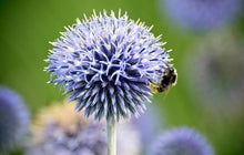 Echium Vulgare Blue Thistle Seeds (Echium vulgare) for seasonal color across the Wildflower Pollinator Patch