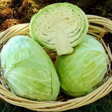 Plant Seeds (Churchill cabbage) for growers stocking a kitchen garden
