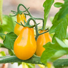 Bio Yellow Pear Tomato Seeds for productive rows in the vegetable patch