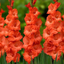 Orange gladiolus flower seeds