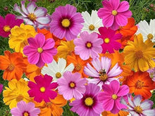 Cosmos Sensation Mix Seeds for gardeners building out beds and borders