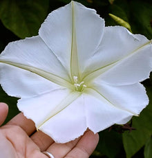 Moonflower Ipomoea Alba Seeds for growers filling out the Night Garden or Vines