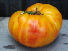 Gold Medal Yellow Tomato Seeds for a fresh homegrown crop from the Your Garden