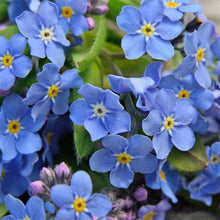 Myosotis Sylvatica Forget-Me-Not Seeds for planting in flower bed