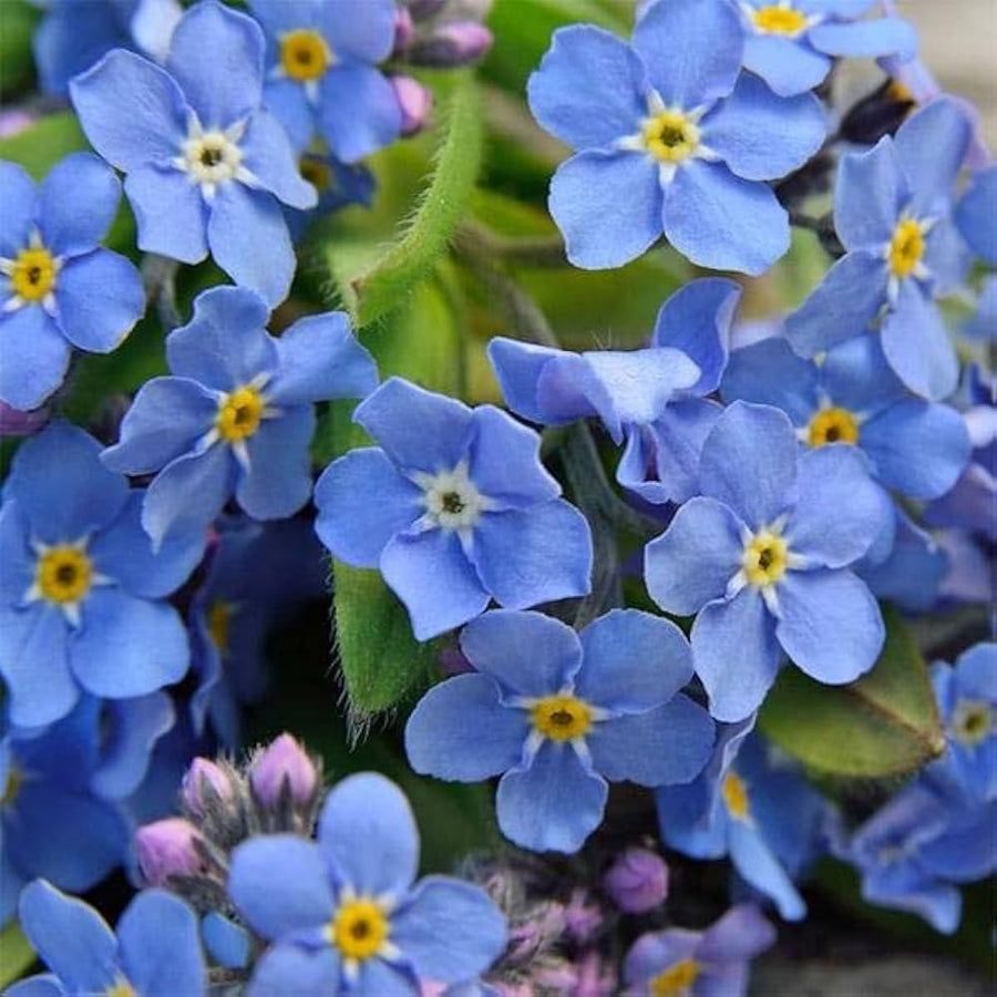 Myosotis Sylvatica Forget-Me-Not Seeds for planting in flower bed