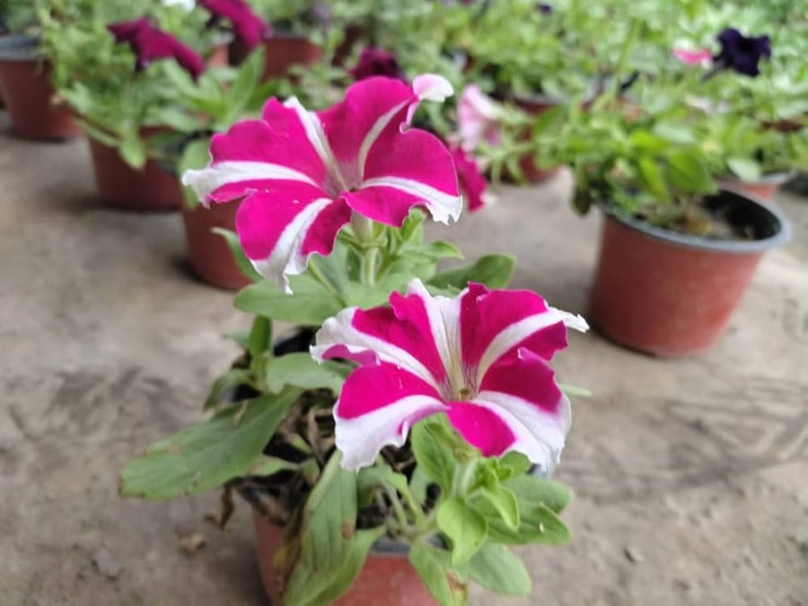 Petunia Petunia hybrida flower seeds for backyard gardening use - for planting in home garden