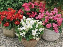 Annual Perennial White Fibrous Begonia Semperflorens Flower Houseseeds Seeds for a colorful addition to any planting