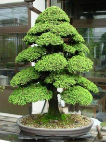 Japonica Cryptomeria Japanese Cedar Seeds for a lasting addition to the landscape