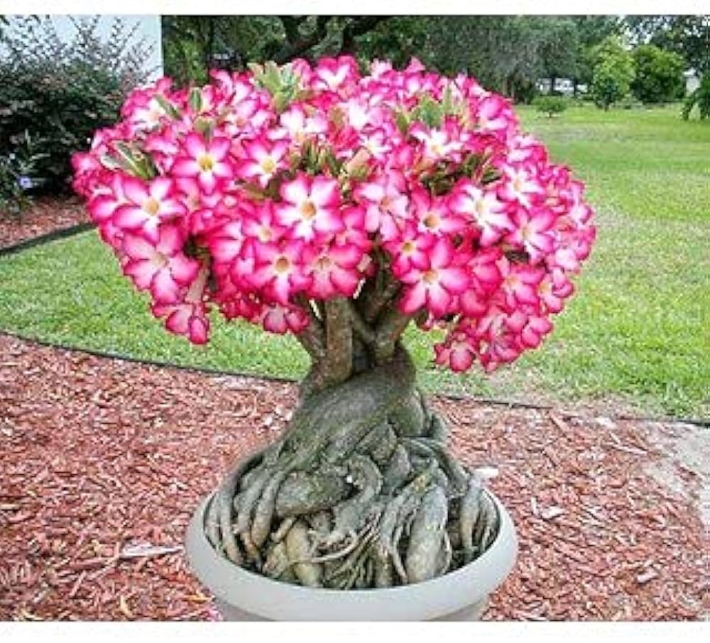 Red Desert Rose (Adenium obesum) for planting in patio or potted garden