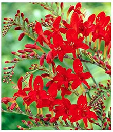 Crocosmia Montbretia Seeds (Crocosmia spp.) for a lasting display in the borders and perennial gardens