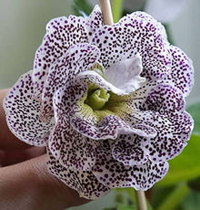 Gloxinia Sinningia Speciosa Real Seeds for growers filling out the Indoor Home Garden Displays