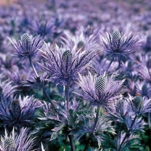 Alpine Seestechpalmen Eryngium Alpinum Superbum Seeds for a lasting display in the Garden