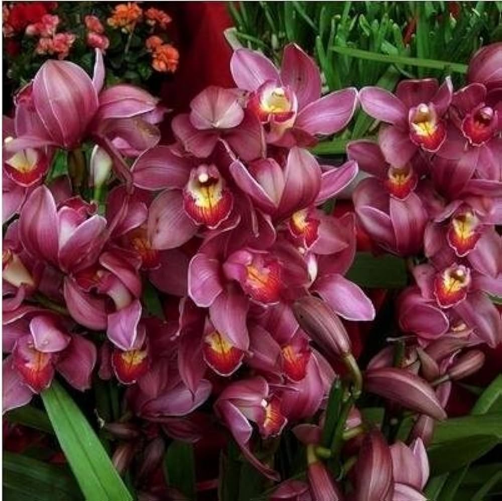 Cymbidium Orchid Cymbidium Seeds for planting in flower bed