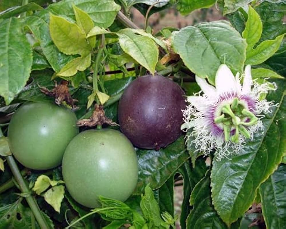 Lila Passiflora edulis passion fruit grown from seeds with purple fruits and intricate flowers