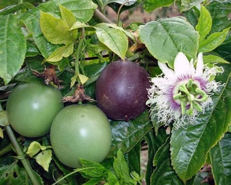 Lila Passiflora edulis passion fruit grown from seeds with purple fruits and intricate flowers