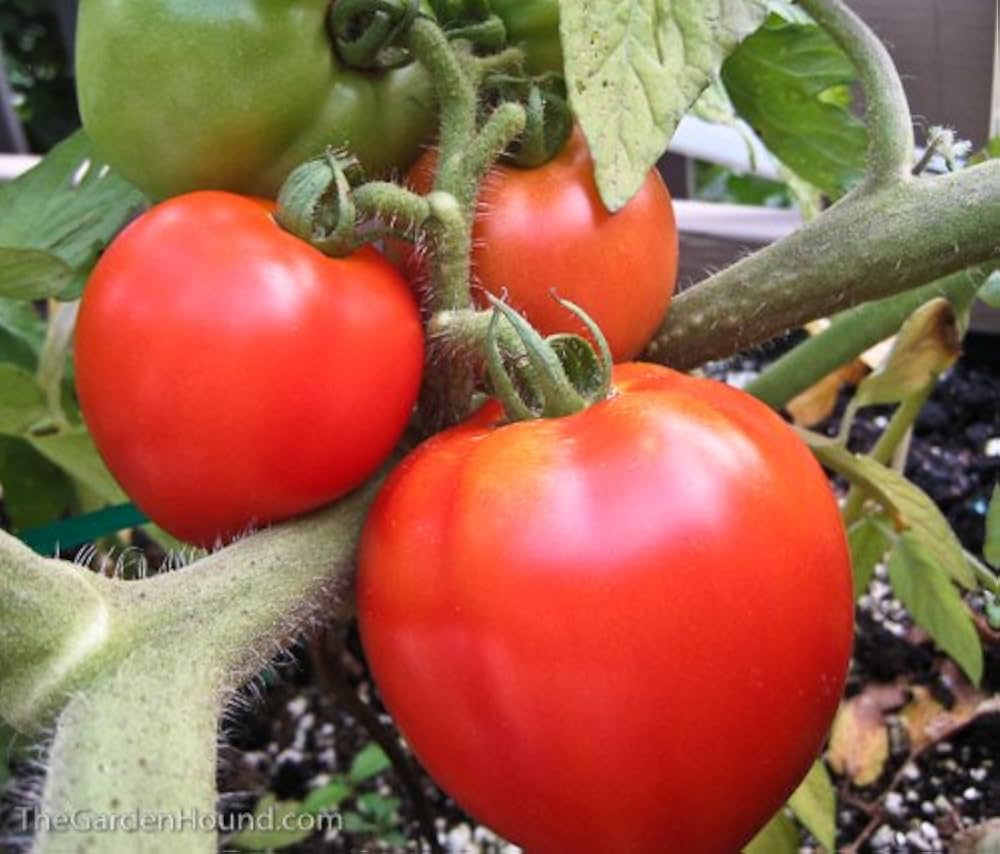 Tomato Plant ��������� Solanum lycopersicum ��������� for planting in vegetable garden