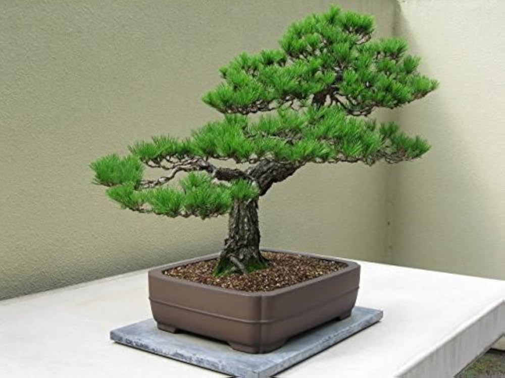 Japanese Fir Momi ��������� Abies firma ��������� for bonsai planting
