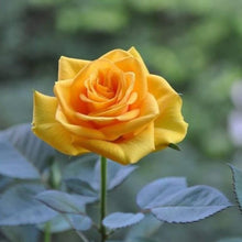 Yellow Rose Rosa Hybrida flower Seeds for seasonal color across the backyard gardening and indoor pots