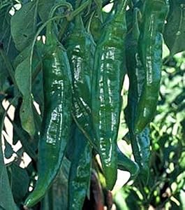 NuMex Big Jim Pepper Capsicum annuum hot vegetable seeds for planting in kitchen garden plots - for planting in home garden