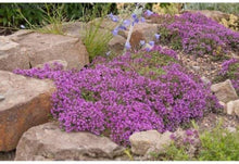 Creeping Thyme Seeds (Thymus serpyllum) for a flavorful crop in the Flower Herb Garden