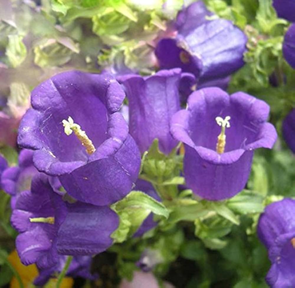 Campanula - Campanula for planting in home garden