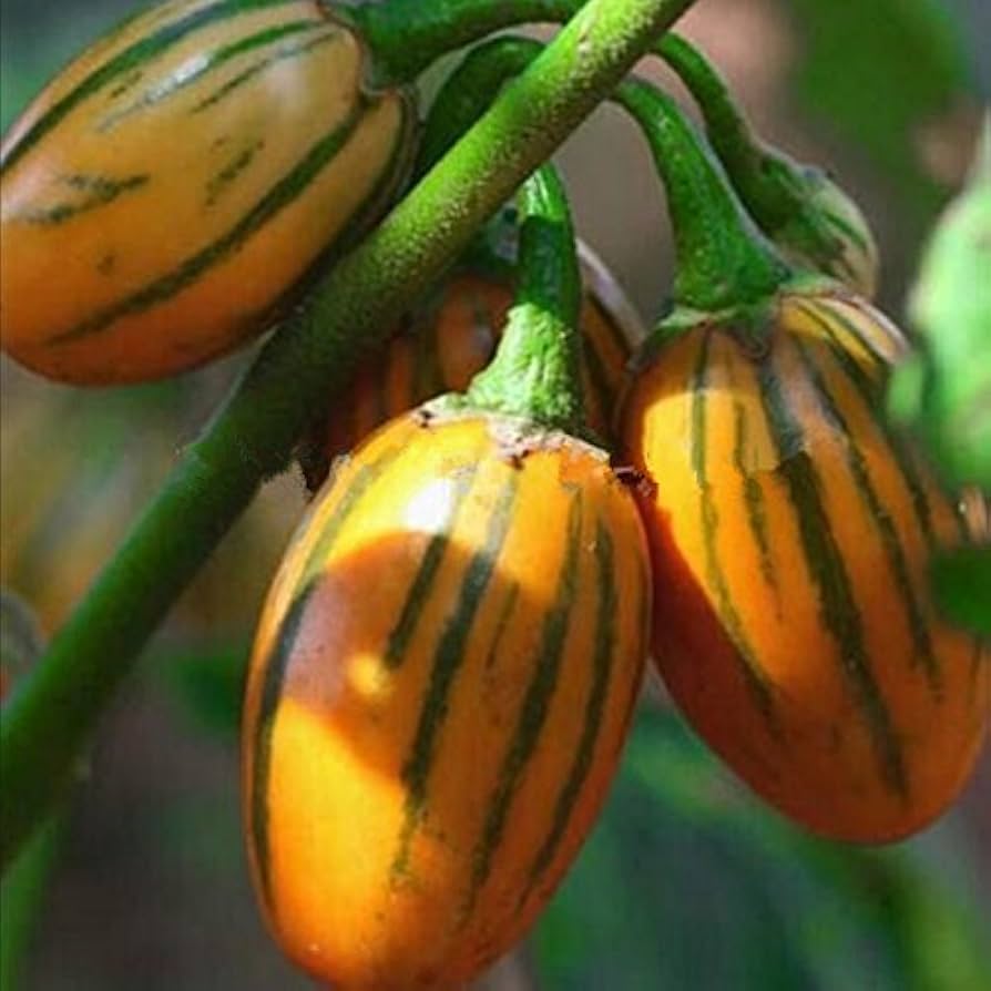 Solanum Aethiopicum Aubergine for planting