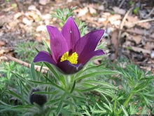 Pasque Semi Violet Seeds for growers seeking a long-blooming display