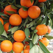 Pear Seeds (Pyrus communis) grown for backyard Gardening