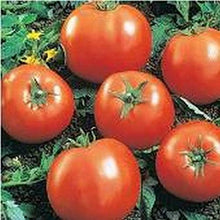 Ball Beefsteak Hybrid Tomato Seeds (Solanum lycopersicum) for growers stocking the midseason planting in backyard garden