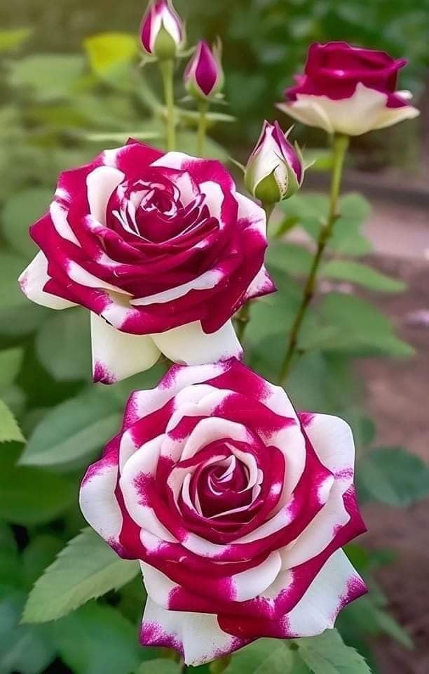 Mixed Rose ��������� Rosa spp. ��������� for planting in indoor perennial flower pots