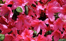 Azalea Rhododendron Pure Pink Seeds for a bright addition to the Garden Patio Pots