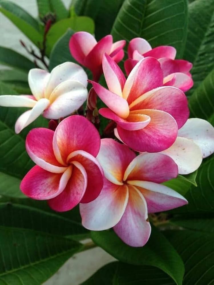 Plumeria Seeds (Plumeria spp.) for a bright addition to the Tropical Garden