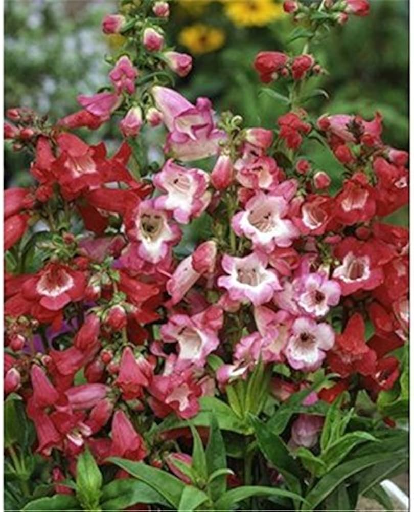 Penstemon Blue Spring (Penstemon heterophyllus) for planting in home garden