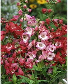 Penstemon Blue Spring (Penstemon heterophyllus) for planting in home garden