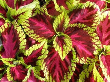 Kong Rose coleus Plectranthus scutellarioides seeds for planting in indoor pots - for planting in home garden
