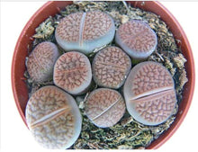 Lithops Salicola Maculate Form Exotic Living Stones Seeds for a colorful addition to any planting