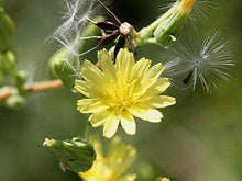 Wild Lettuce Seeds (Lactuca virosa) for productive rows in the Urban Garden