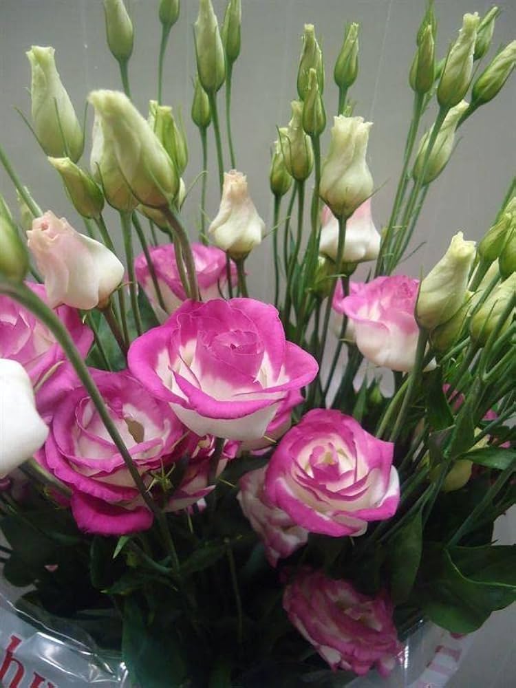 Lisianthus Eustoma Grandiflorum Purple, Pink, and White Mix Flower Seeds for Planting – Suitable for Colorful Home Gardens