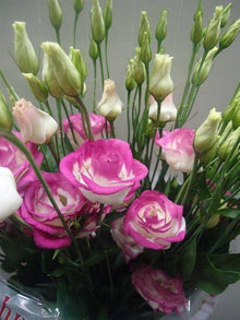 Lisianthus Eustoma Grandiflorum Purple, Pink, and White Mix Flower Seeds for Planting – Suitable for Colorful Home Gardens