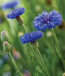 Light Blue Cornflower Seeds (Centaurea cyanus) for a bright addition to the Garden & Flower Bed