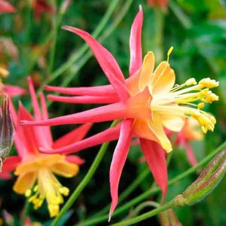 Columbine flower Aquilegia Tequila Sunrise seeds for planting in home garden beds or perennial flower borders