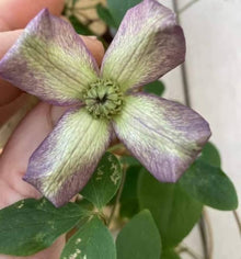 Clematis Seeds (Clematis viticella) for colorful blooms in the Flower Garden