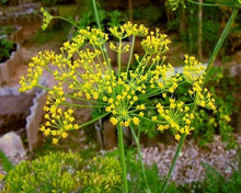 Dill Plants for cooks growing their own fresh herbs