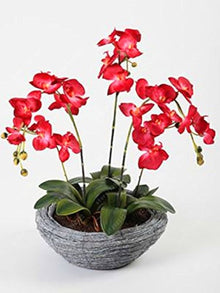 Phalaenopsis Bonsai Orchid Seeds for long-term planting in the yard