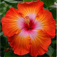 Orange White Hibiscus Seeds (Hibiscus rosa-sinensis) for sweet homegrown fruit in the tropical landscaping and garden borders
