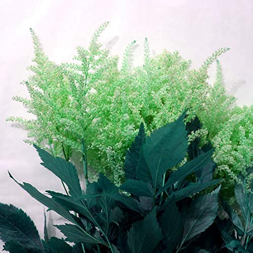 Astilbe Seeds for gardeners building out beds and borders