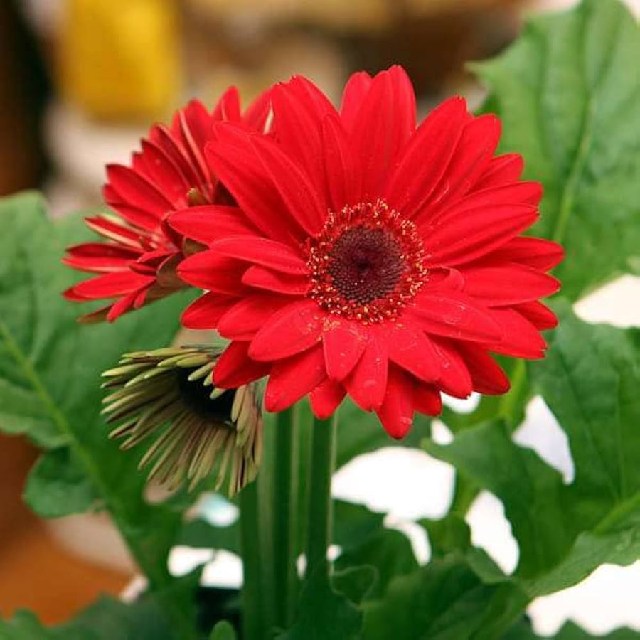 Gerbera Daisy Gerbera hybrida perennial flower seeds for planting in home garden containers - for planting in home garden