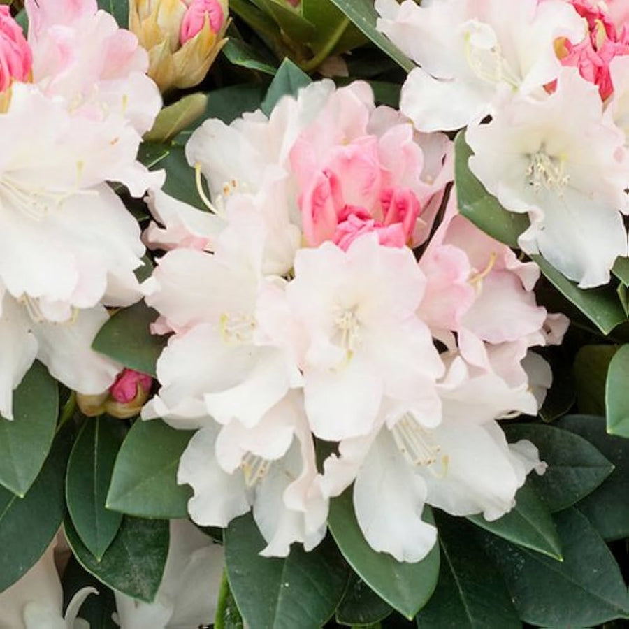 Azalea Rhododendron spp. flower seeds for planting in backyard gardening and shaded areas - for planting in home garden
