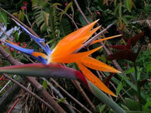 Bird of Paradise Plant Seeds for growers seeking a long-blooming display